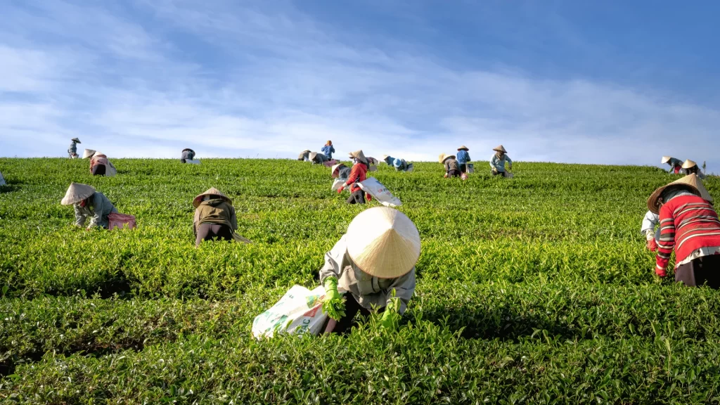 Empowering Small-Scale Farmers